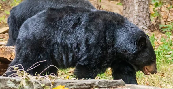 Білий Ведмідь Шукає Їжу Зоопарку Північної Кароліни Ашборо Сша — стокове фото
