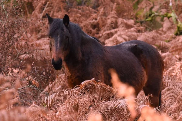 Kahverengi Atın Seçici Odağı — Stok fotoğraf