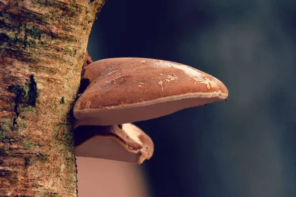 白樺多孔の閉鎖ショット フモイトシスベトリナ ブラケット真菌 — ストック写真