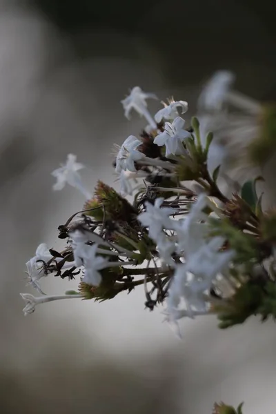 Gros Plan Vertical Belles Fleurs Blanches Pimelea Dans Jardin — Photo
