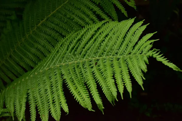 黒い背景に詳細な葉を持つ緑のシダ植物のクローズアップショット — ストック写真