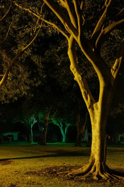 Gece Vakti Çimlerin Üzerinde Izole Edilmiş Bir Ağacın Dikey Yakın — Stok fotoğraf