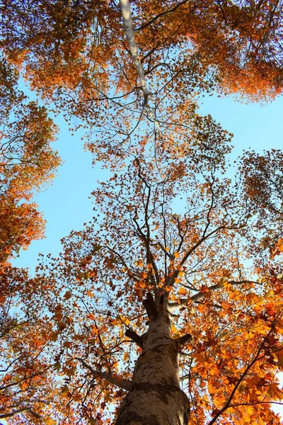 Eine Flache Aufnahme Von Orangefarbenem Laub Bäumen Der Senkrechten — Stockfoto