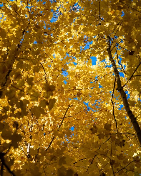 Ein Niedriger Winkel Heller Herbstbaumblätter — Stockfoto