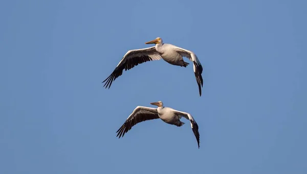 Пару Пеліканів Летять Повітрі Блакитне Небо — стокове фото