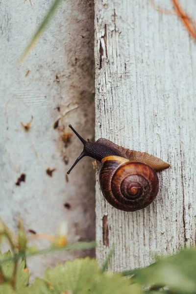 Vertical Shot Snail White Wooden Surface — Stock Photo, Image
