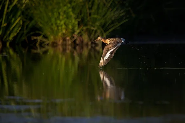 Pájaro Cola Negra Vagabundo Volando Sobre Tranquilo Lago Pantanoso Los — Foto de Stock