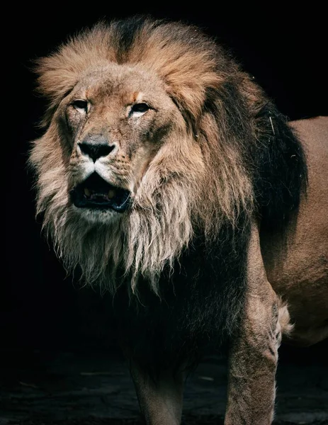 暗い背景に孤立したライオンの垂直接近ショット — ストック写真