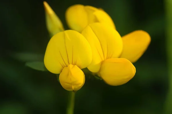 Žlutý Lotus Corniculatus Detailu Izolované Rozmazaným Pozadím — Stock fotografie