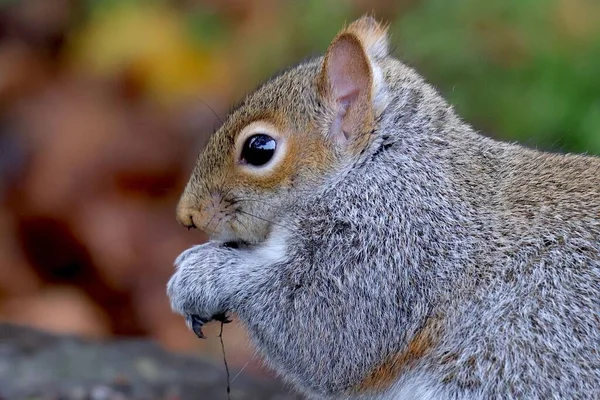 Closeup Eastern Gray Squirrel Eating Its Paws Blurred Background — Stock Photo, Image