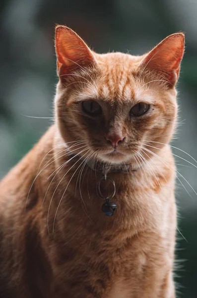 Uno Scatto Verticale Gatto Europeo Dall Aspetto Serio Che Guarda — Foto Stock