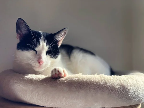 Güneşin Altında Soğuyan Siyah Beyaz Bir Kedinin Portresi — Stok fotoğraf