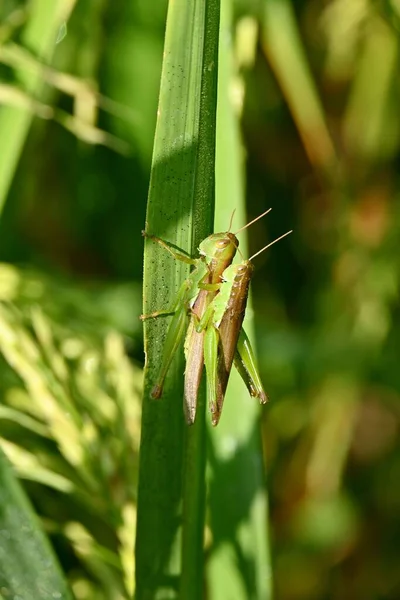 一种在植物叶子上交配的两种甲壳类昆虫的垂直射精 — 图库照片