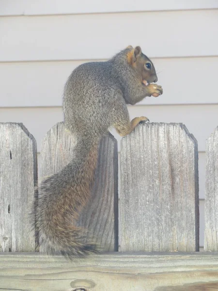 Vertical Shot Squirrel Sitting Wooden Fence Eating Nut — Stock Photo, Image