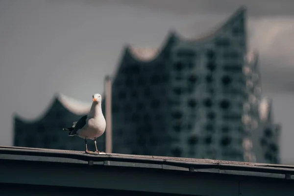一只海鸥的特写镜头 白天停在金属阳台上 背景模糊不清 — 图库照片
