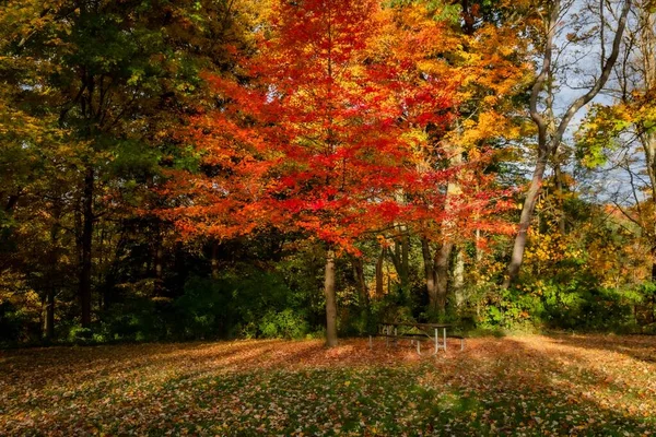 Een Prachtig Shot Van Kleurrijke Bomen Een Prachtig Bos — Stockfoto