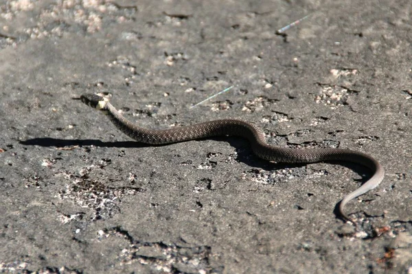 Ένα Μικρό Γκρι Κοινό Φίδι Οχιά Στο Δρόμο — Φωτογραφία Αρχείου