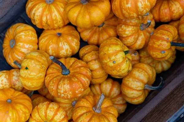Pile Holiday Pumpkins Different Sizes Box — Stock Photo, Image