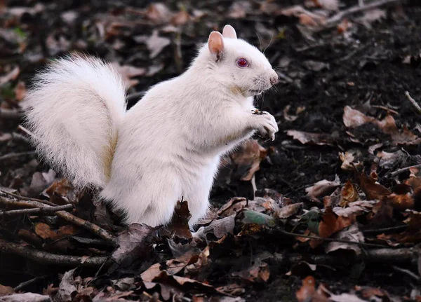 Ein Weißes Eichhörnchen Auf Dem Boden Mit Abgefallenen Blättern — Stockfoto