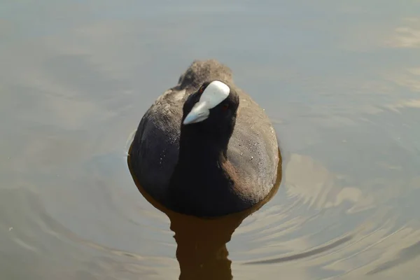 Tiro Close Pássaro Coot Nadando Lago Durante Dia — Fotografia de Stock