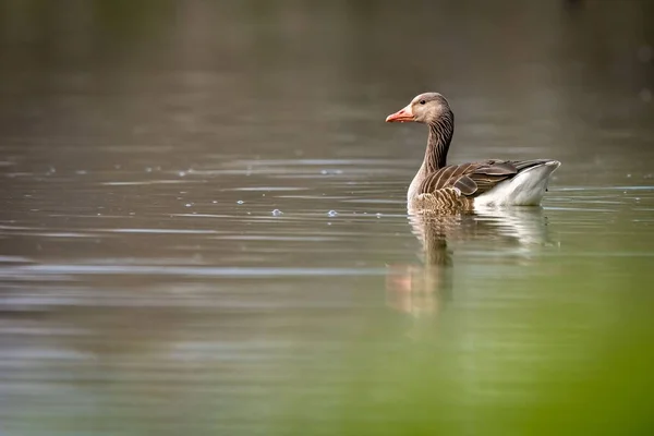 Lone Goose Floating Calm River — Stock Photo, Image