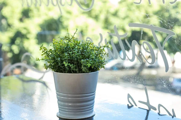 Pot Green House Plants — Stock Photo, Image