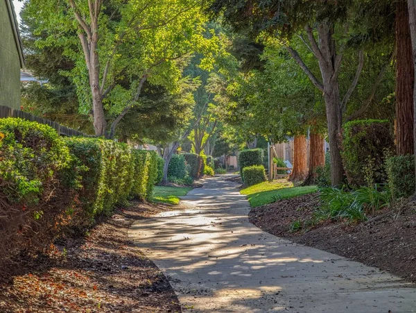 木や垣根に囲まれた歩道の景色 — ストック写真