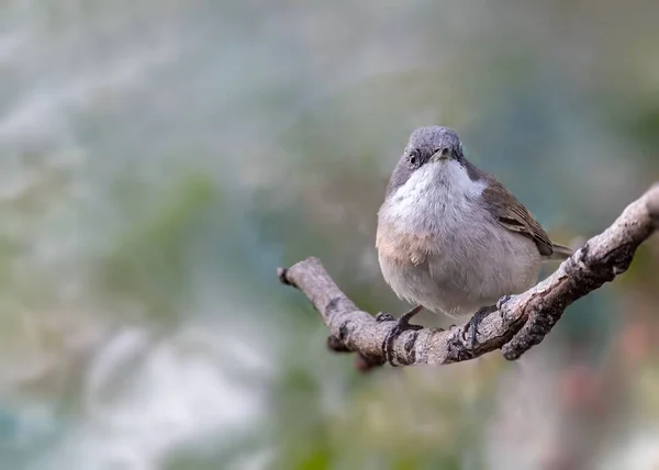 Lesser Whitethroat Sylvia Curruca Perched Leafless Branch Tree — Stock Photo, Image