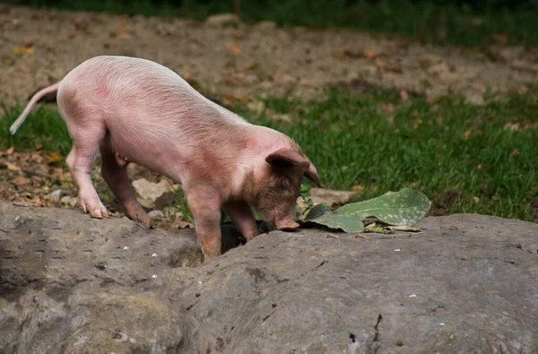 阳光灿烂的一天 一只可爱的粉红小猪在朦胧的背景下在岩石上玩耍 — 图库照片