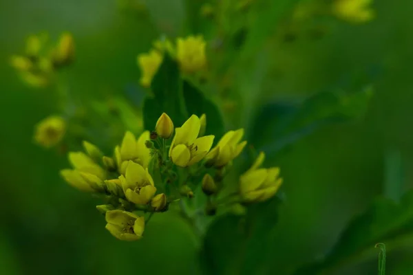 Close Das Delicadas Flores Amarelas Jardim Frouxo Lysimachia Vulgaris — Fotografia de Stock