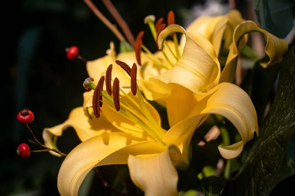 Крупный План Цветка Жёлтой Лилии Саду — стоковое фото