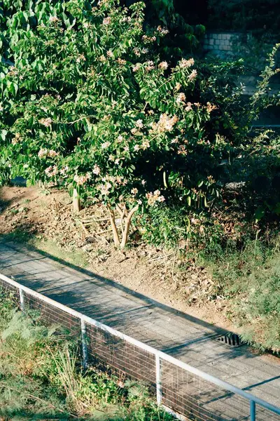 Colpo Verticale Una Passerella Nel Parco Una Giornata Sole — Foto Stock