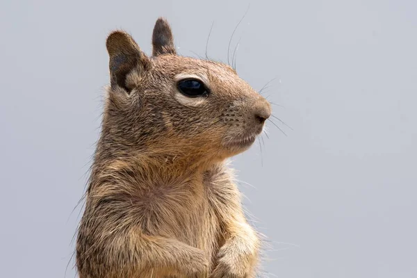 A portrait of a cute squirrel