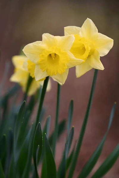 Selektivní Zaměření Narcisu Květin — Stock fotografie