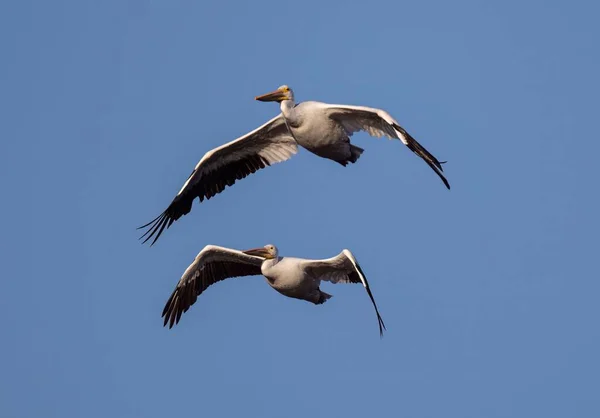 Пару Пеліканів Летять Повітрі Блакитне Небо — стокове фото