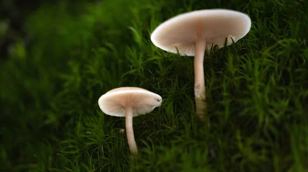 Nahaufnahme Von Melanoleuca Pilzen Auf Einer Bemoosten Oberfläche Einem Wald — Stockfoto