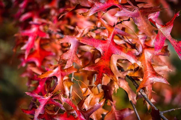 Крупный План Оранжевых Осенних Листьев Размытом Фоне — стоковое фото