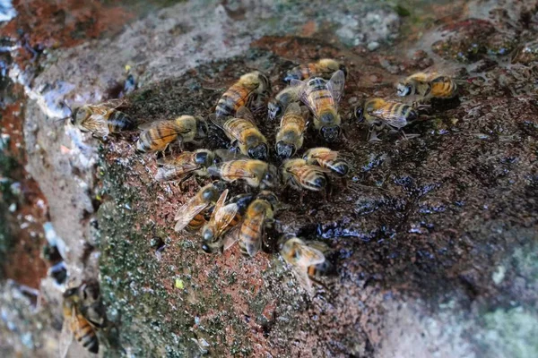 Медовые Пчелы Собирают Воду Мокрого Камня — стоковое фото
