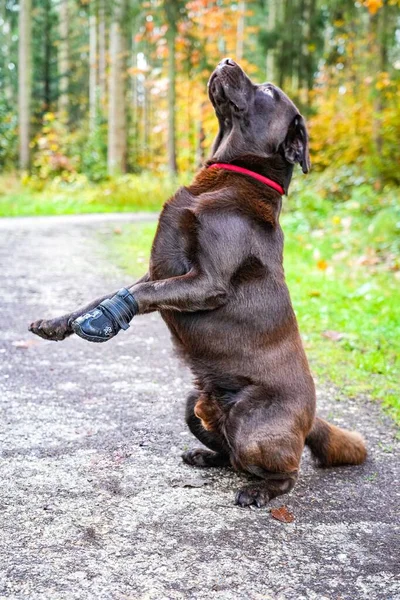 Selektiver Fokus Eines Niedlichen Labrador Hundes — Stockfoto