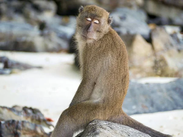 一只野生猴子在街上被岩石围住的特写镜头 — 图库照片