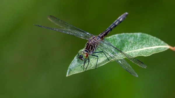 Closeup Shot Dragonfly Leaf — Stock Photo, Image