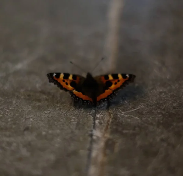 Ένα Κοντινό Πλάνο Της Πολύχρωμης Πεταλούδας Στο Πάτωμα — Φωτογραφία Αρχείου
