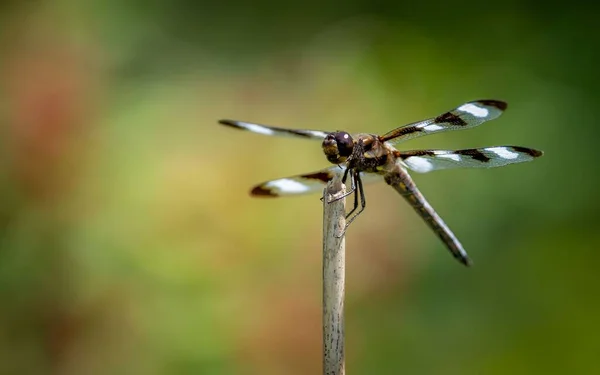 Nahaufnahme Einer Libelle Auf Der Pflanze — Stockfoto