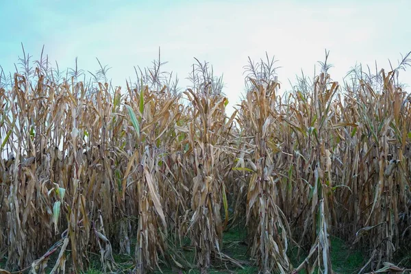 Field Dried Corn Stalks Blue Sky — Stock Photo, Image