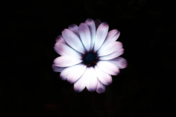 Closeup Shot White Flower Pink Tips Isolated Black Background — Stock Photo, Image