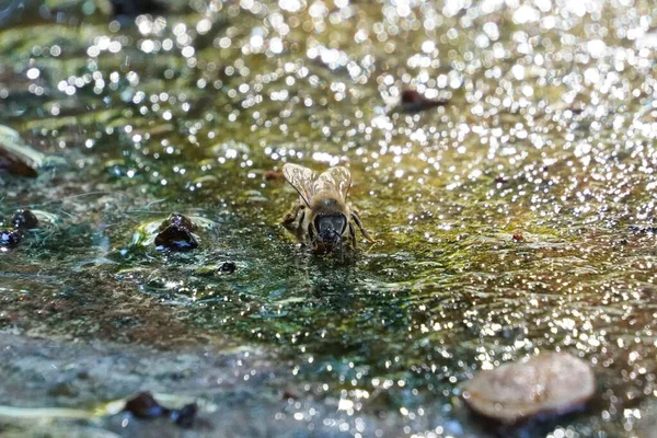 Uma Abelha Mel Coletando Água Pequeno Corpo Água — Fotografia de Stock