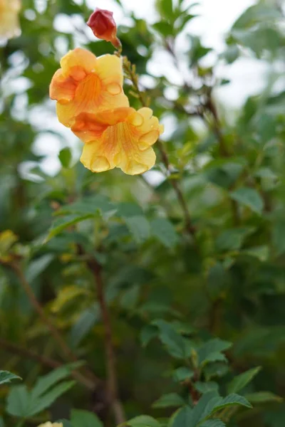 stock image The fragile blossoming, orange Trumpet vines