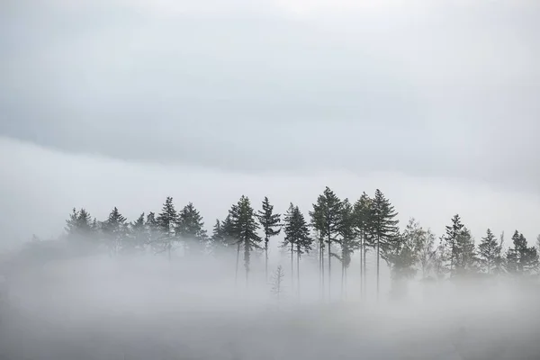 Beautiful View Foggy Forest — 스톡 사진