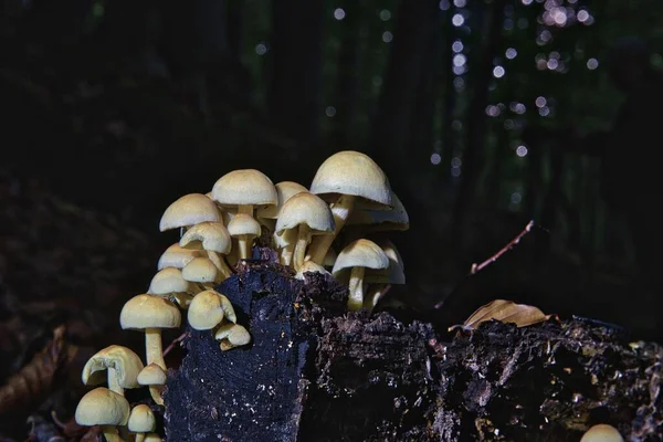 Closeup Sulphur Tuft Fungus Mushrooms Caps Forest Ground — Stock Photo, Image