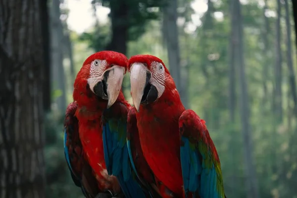 Μια Επιλεκτική Άποψη Προσέγγισης Των Τροπικών Πτηνών Macaw Σκαρφαλωμένων Ένα — Φωτογραφία Αρχείου